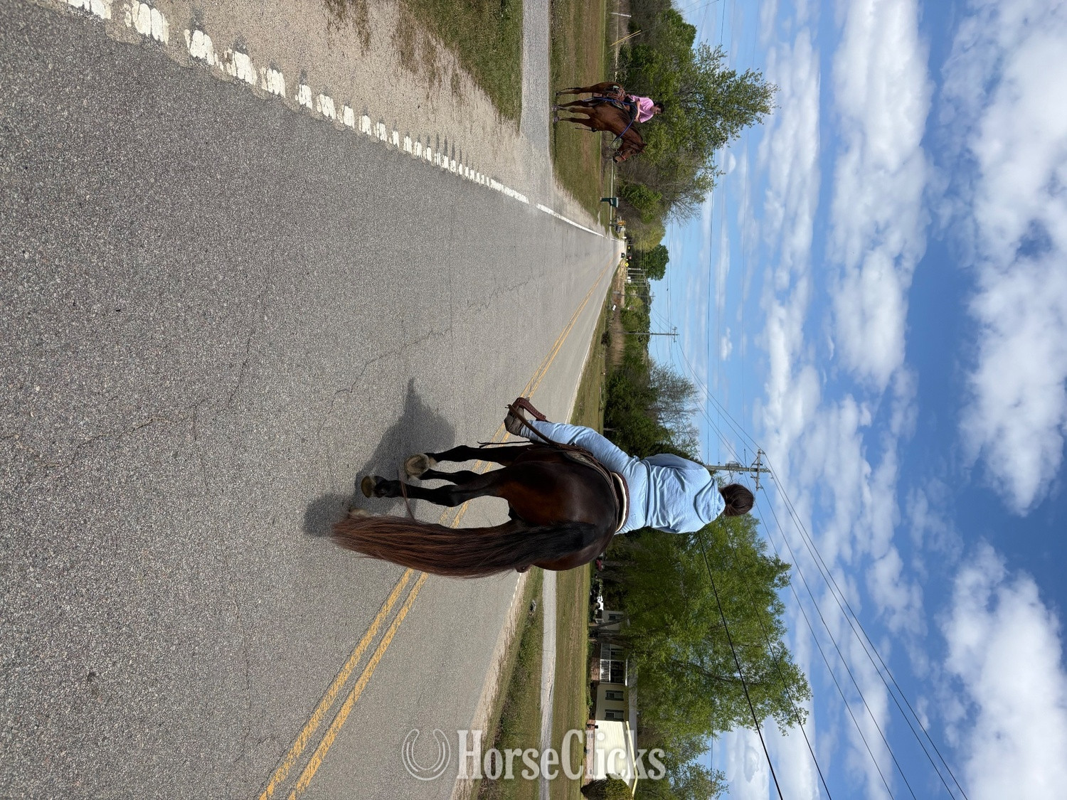 "Zeus" Bay Stallion Tennessee Walker - Tennessee Walker in South Carolina
