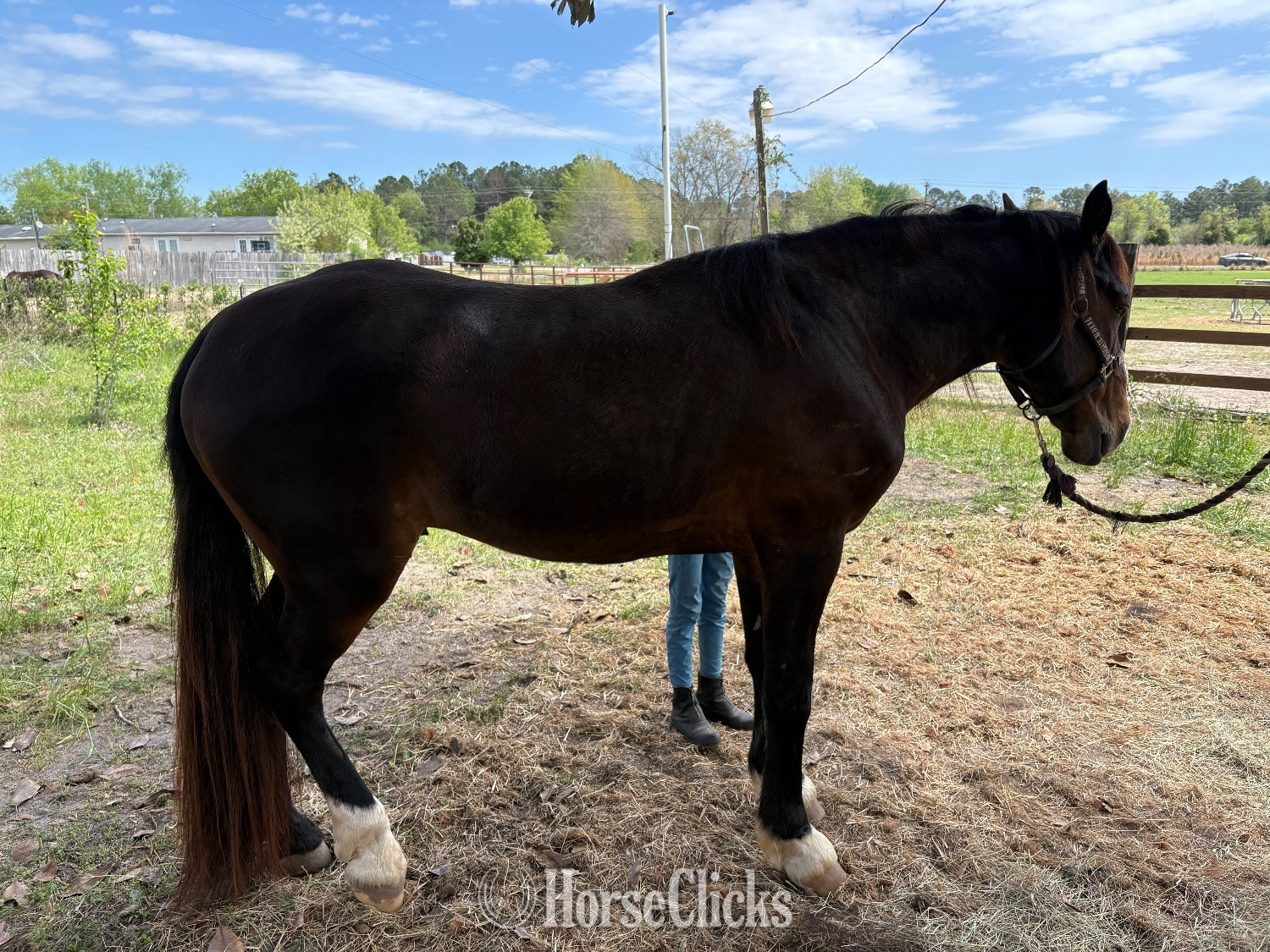 "Zeus" Bay Stallion Tennessee Walker - Tennessee Walker