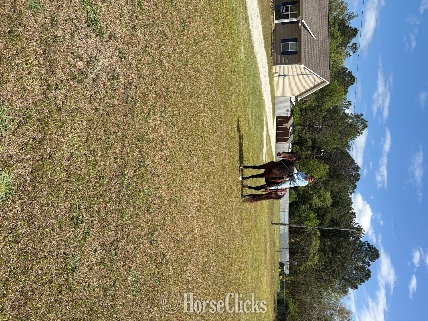"Zeus" Bay Stallion Tennessee Walker South Carolina