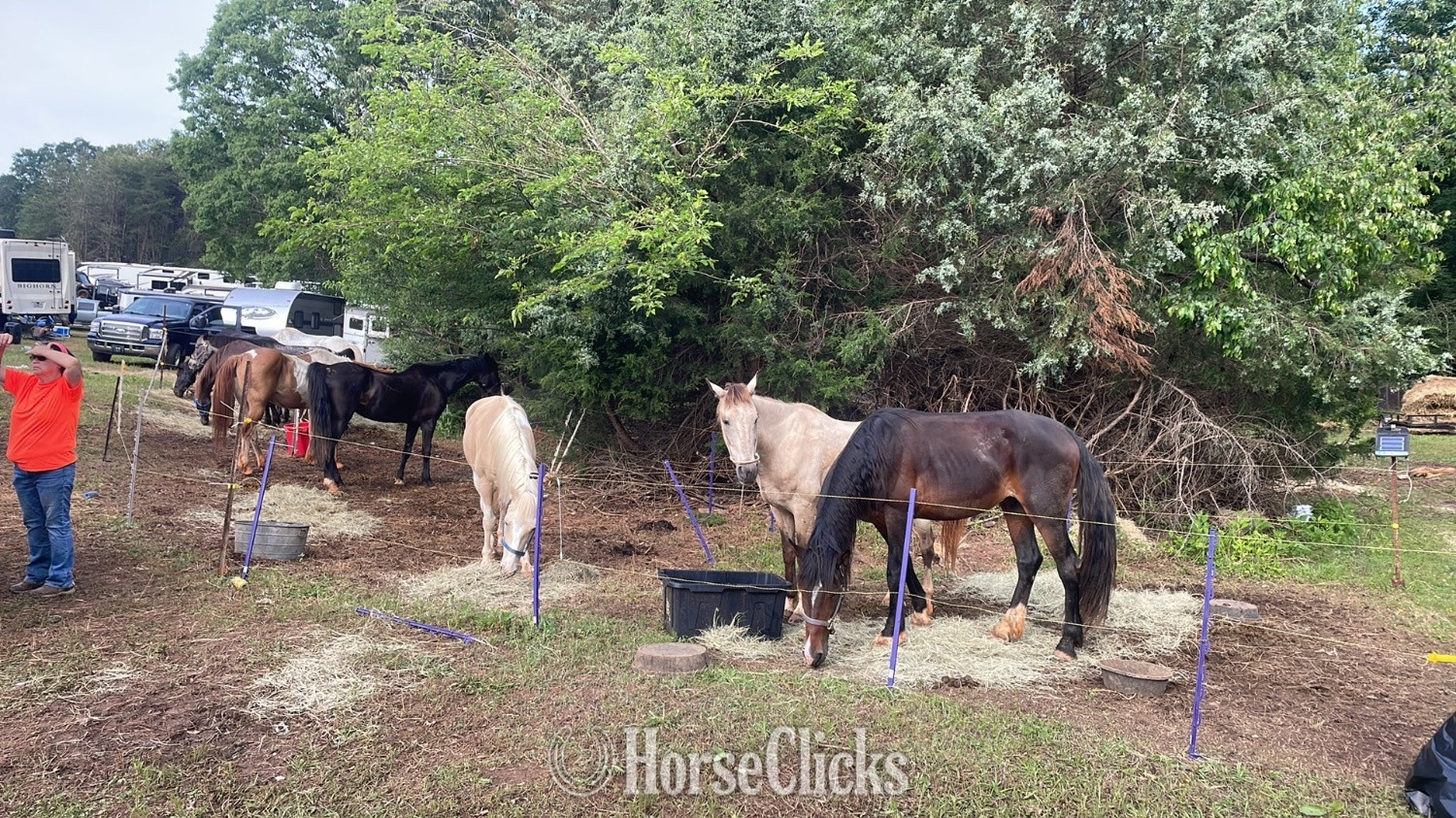 Tennessee Walker - "Zeus" Bay Stallion Tennessee Walker in South Carolina