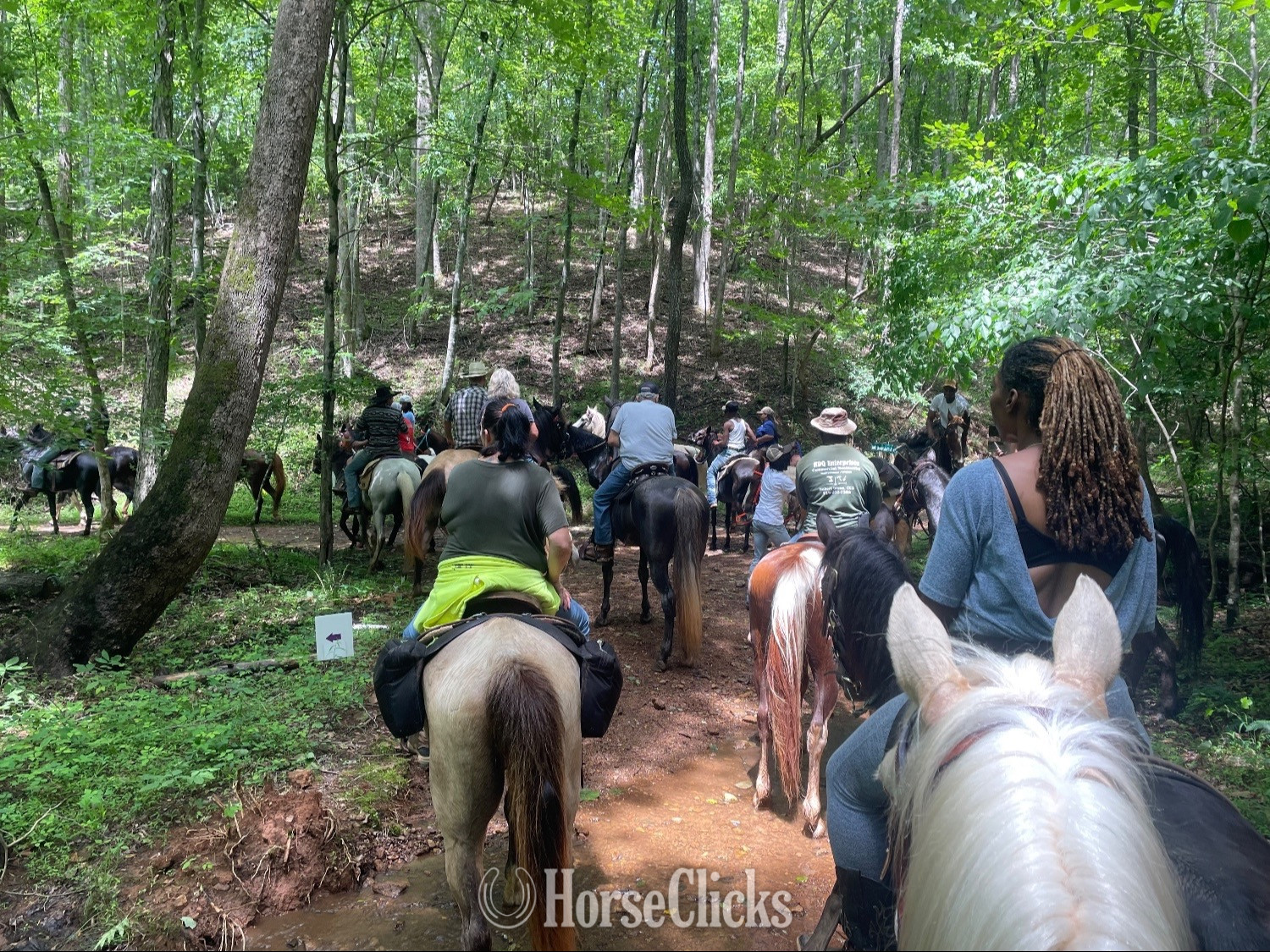 Tennessee Walker - "Zeus" Bay Stallion Tennessee Walker