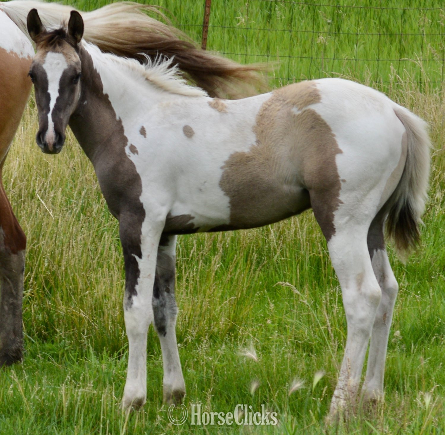 Missouri "Hollywood - Pymts OK" Grullo Colt Paint
