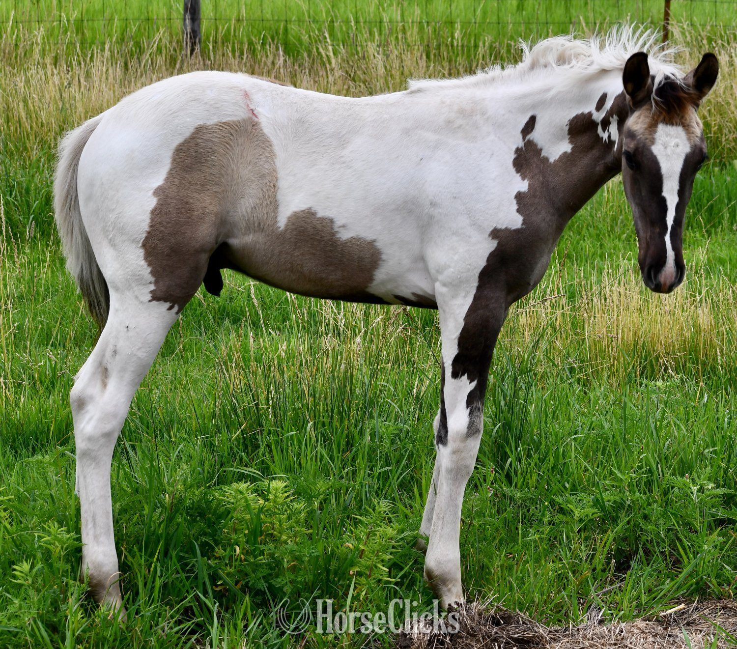 "Hollywood - Pymts OK" Grullo Colt Paint - Paint in Missouri