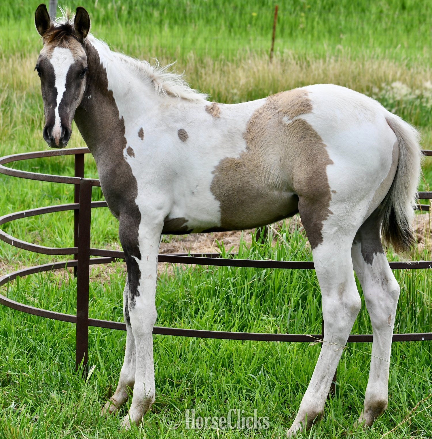 "Hollywood - Pymts OK" Grullo Colt Paint - Paint