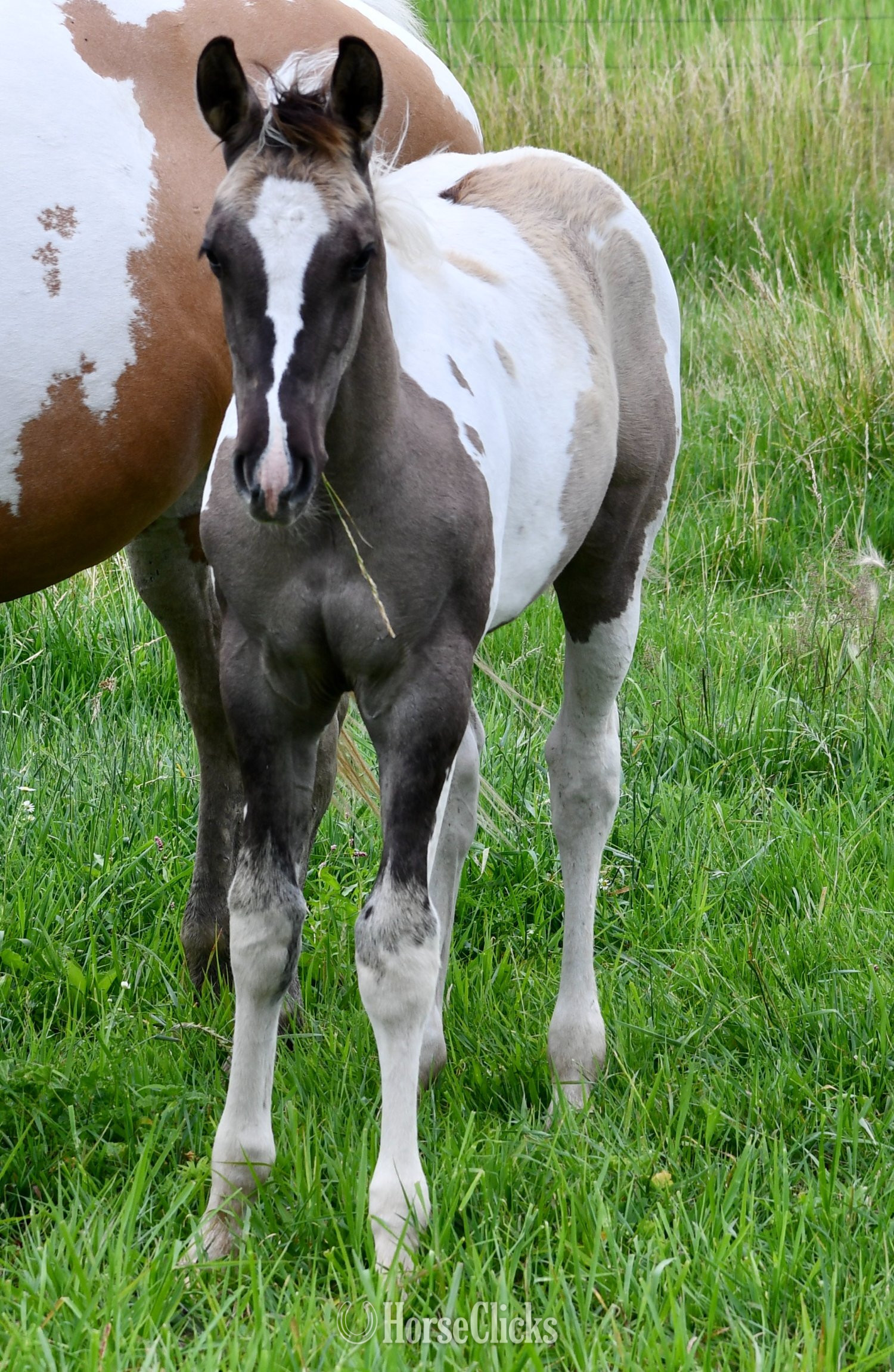 "Hollywood - Pymts OK" Grullo Colt Paint Missouri