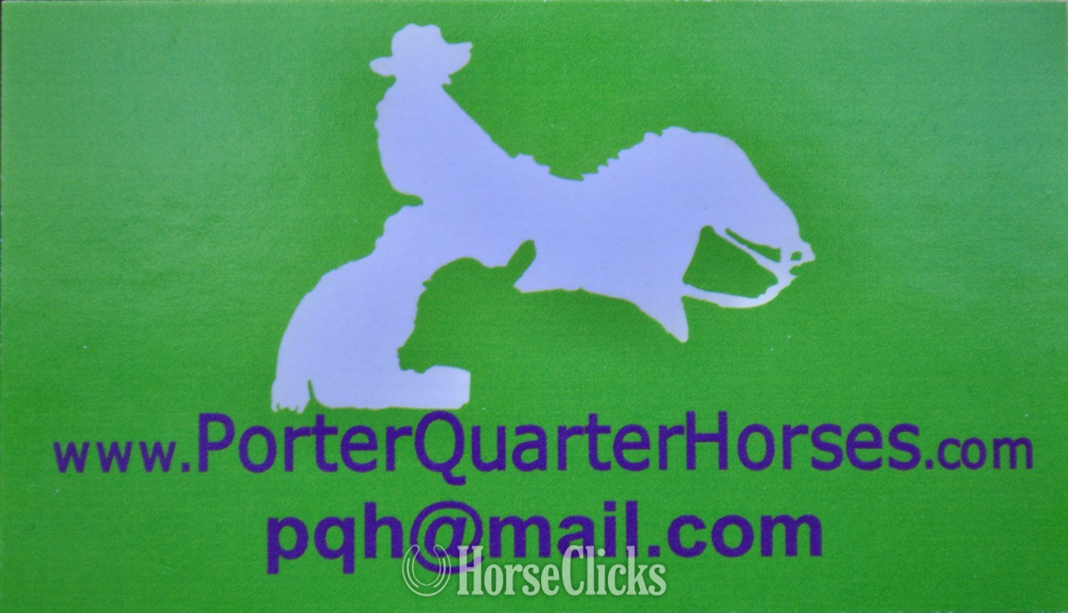Paint - "Hollywood - Pymts OK" Grullo Colt Paint