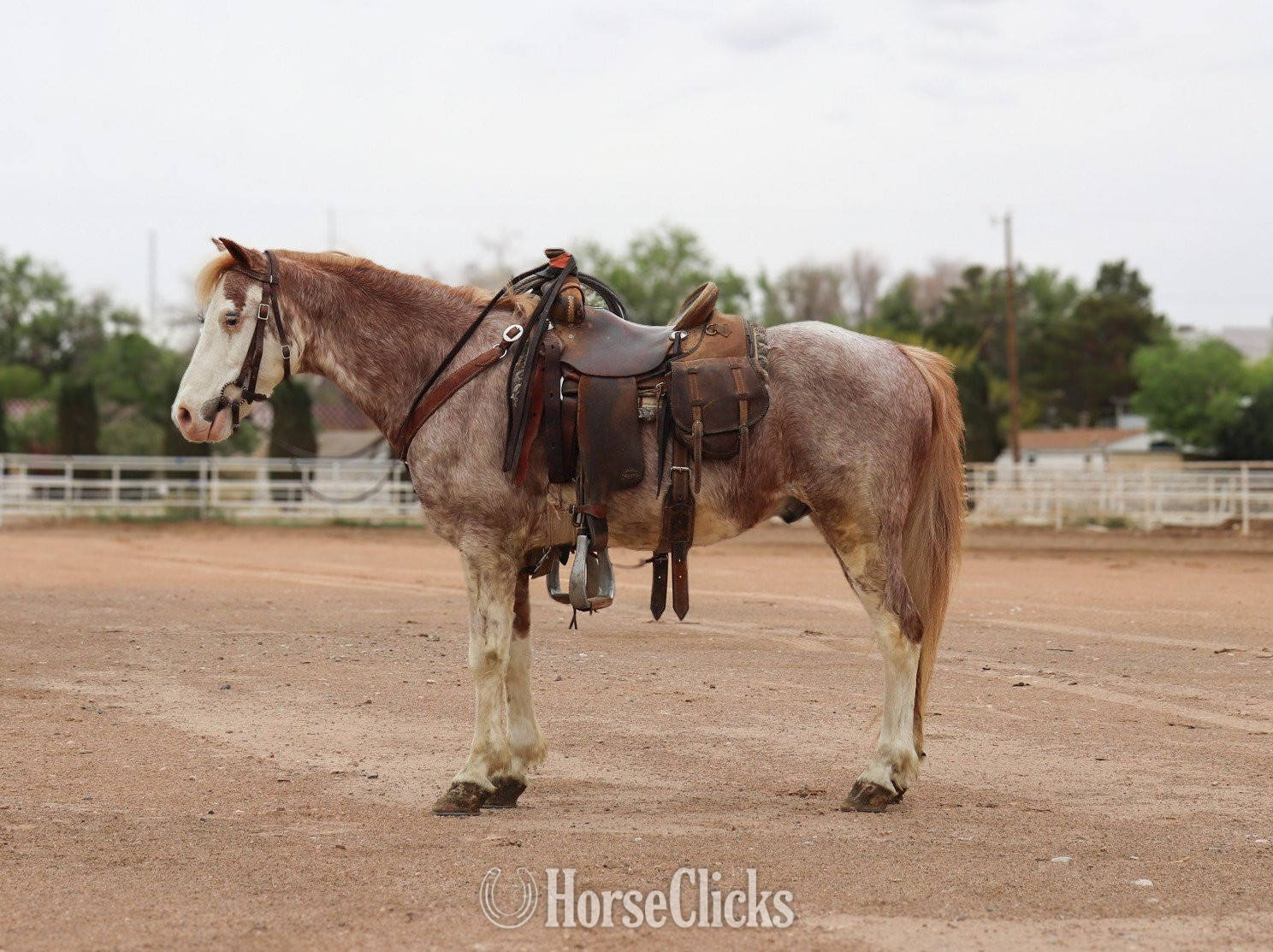 "PACO" Red Roan Gelding Pony in Texas