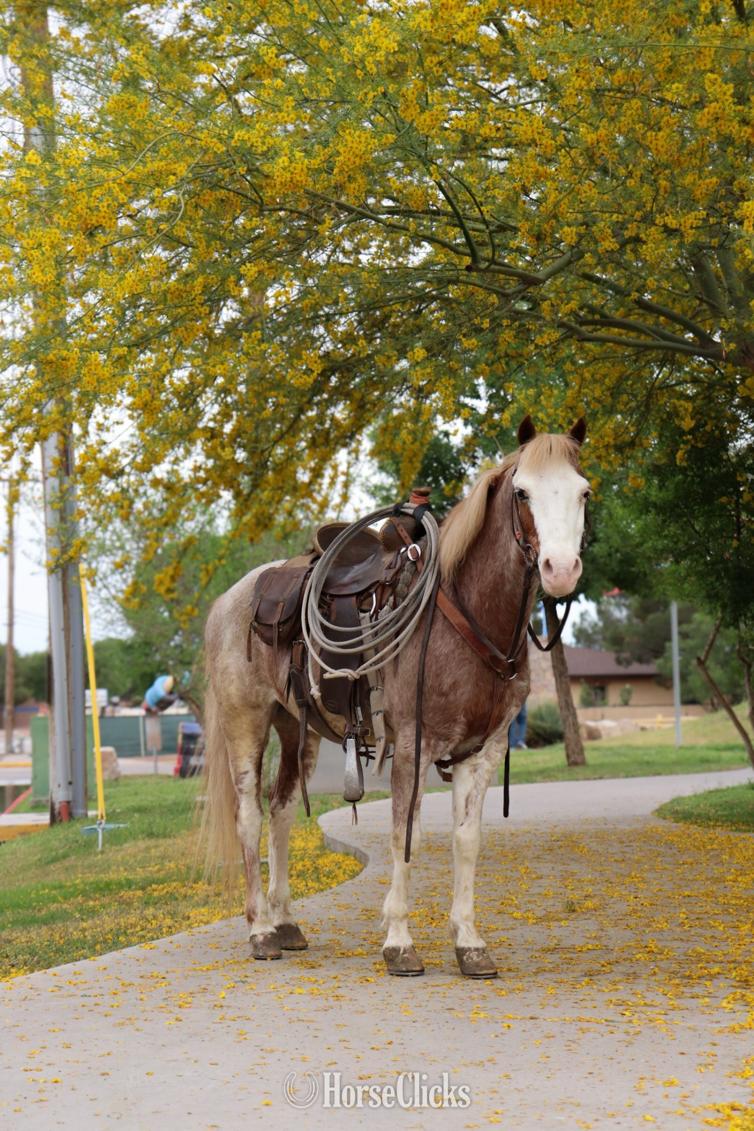 "PACO" Red Roan Gelding Pony