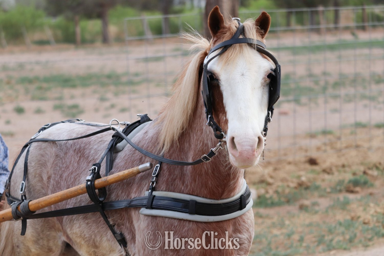 Texas "PACO" Red Roan Gelding Pony