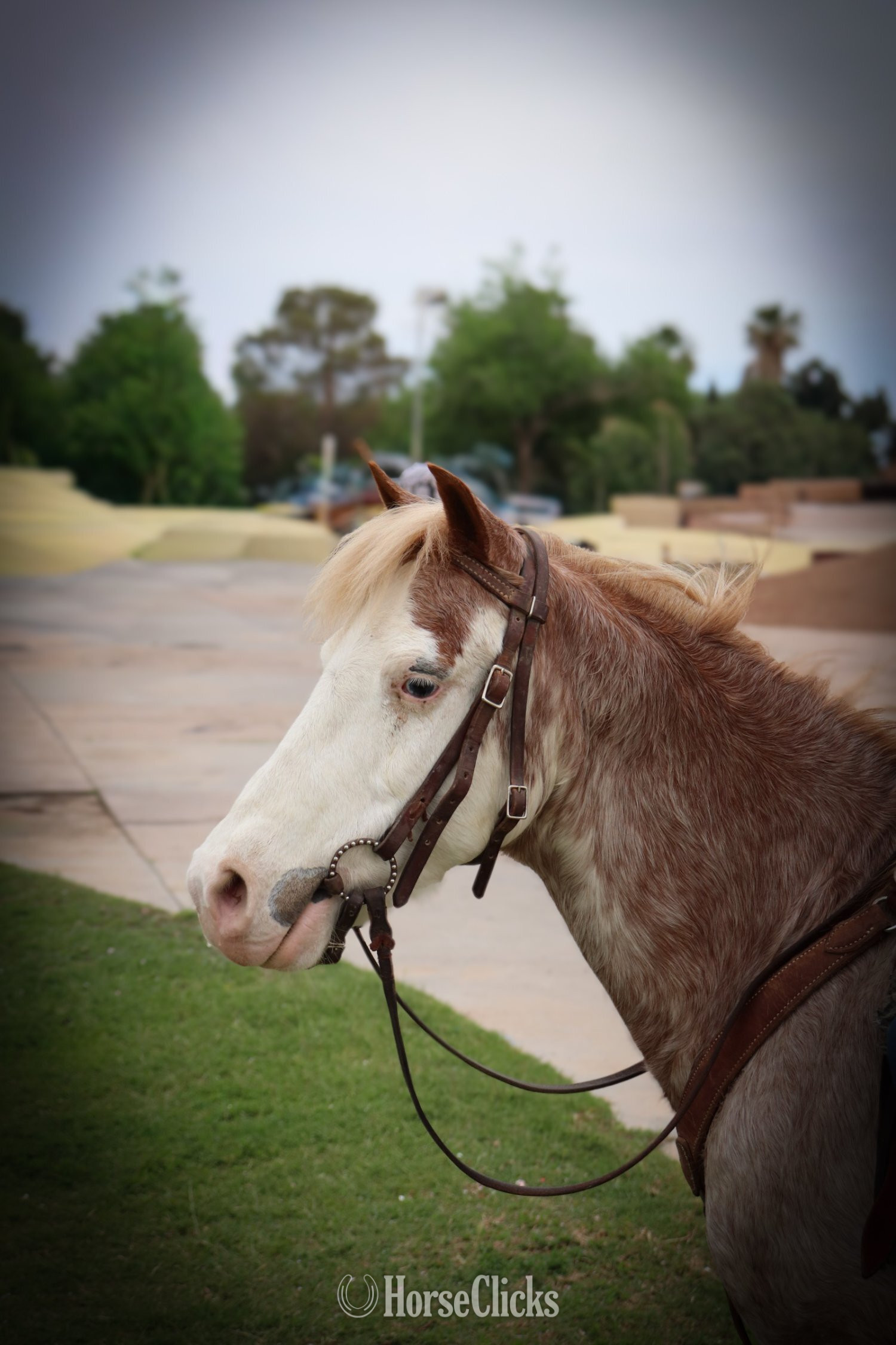 "PACO" Red Roan Gelding Pony - Pony in Texas