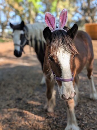 "Dexter" Bay Colt Gypsy Vanner