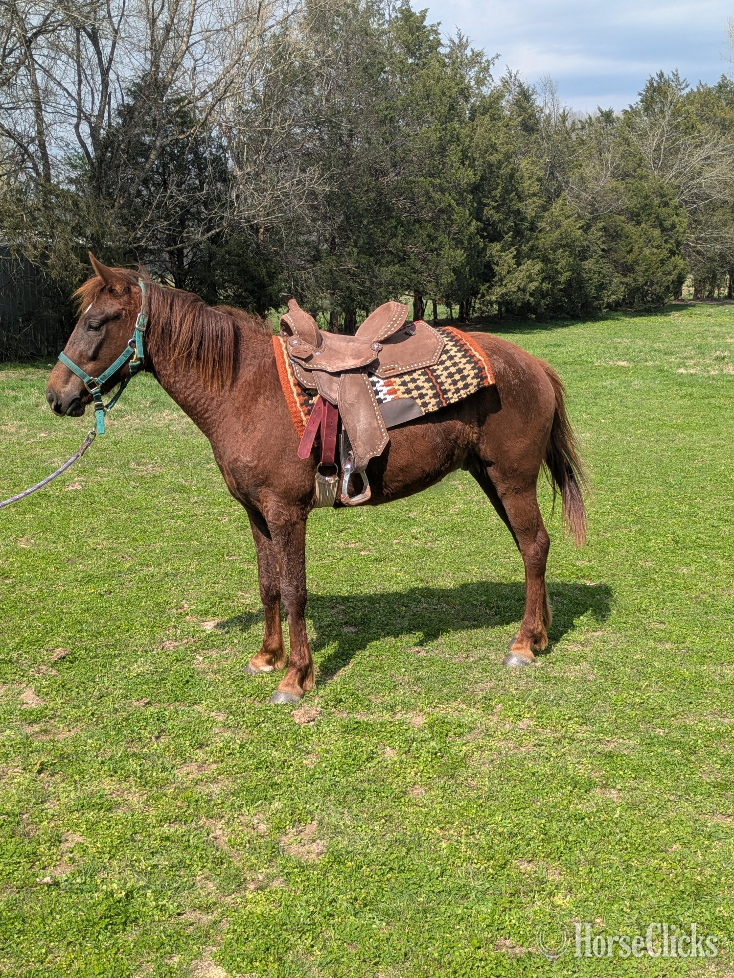 "Coyote " Chestnut Gelding Mustang in Tennessee