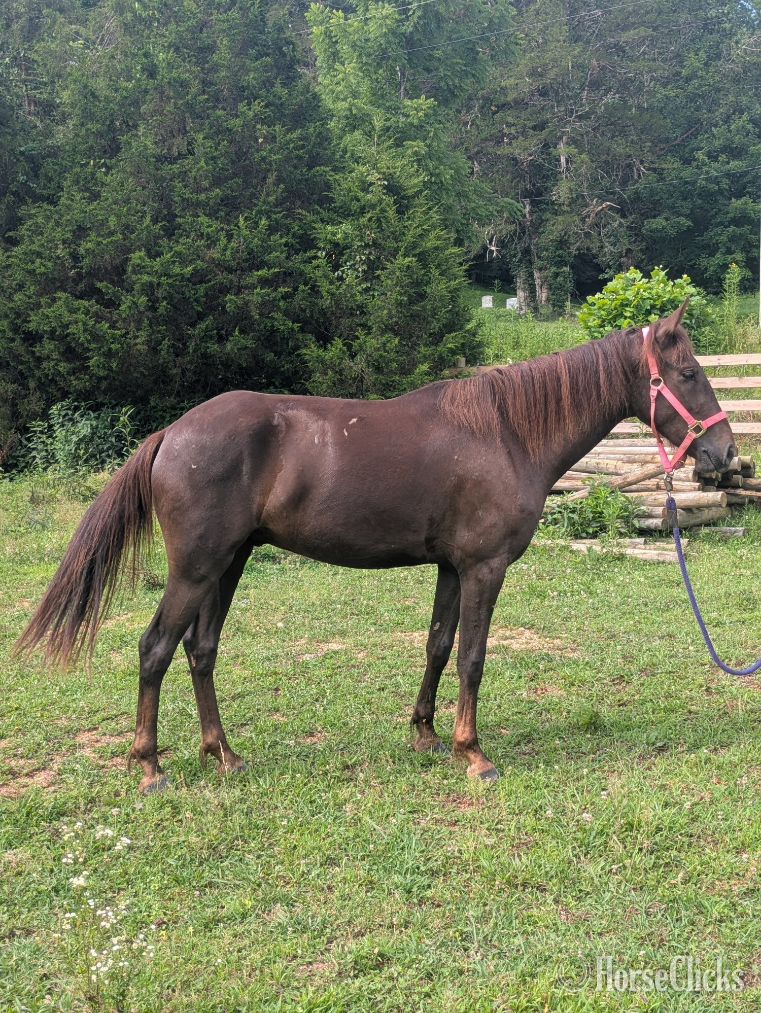 "Coyote " Chestnut Gelding Mustang