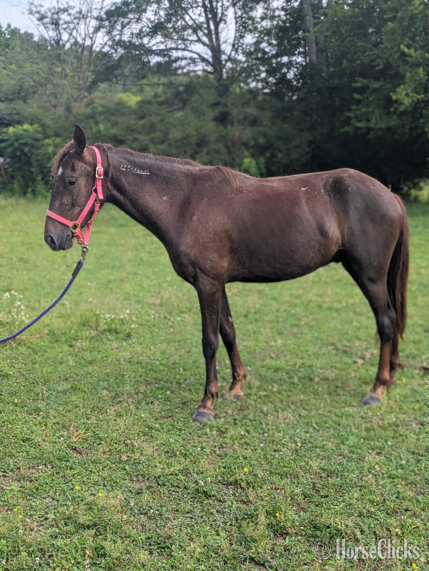 Tennessee "Coyote " Chestnut Gelding Mustang