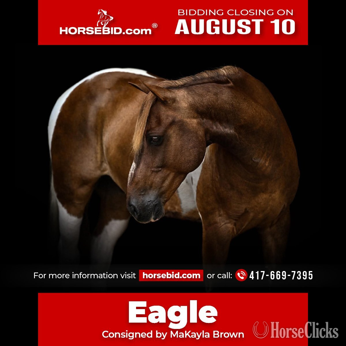 "Eagle" Pinto Gelding Pony in Missouri