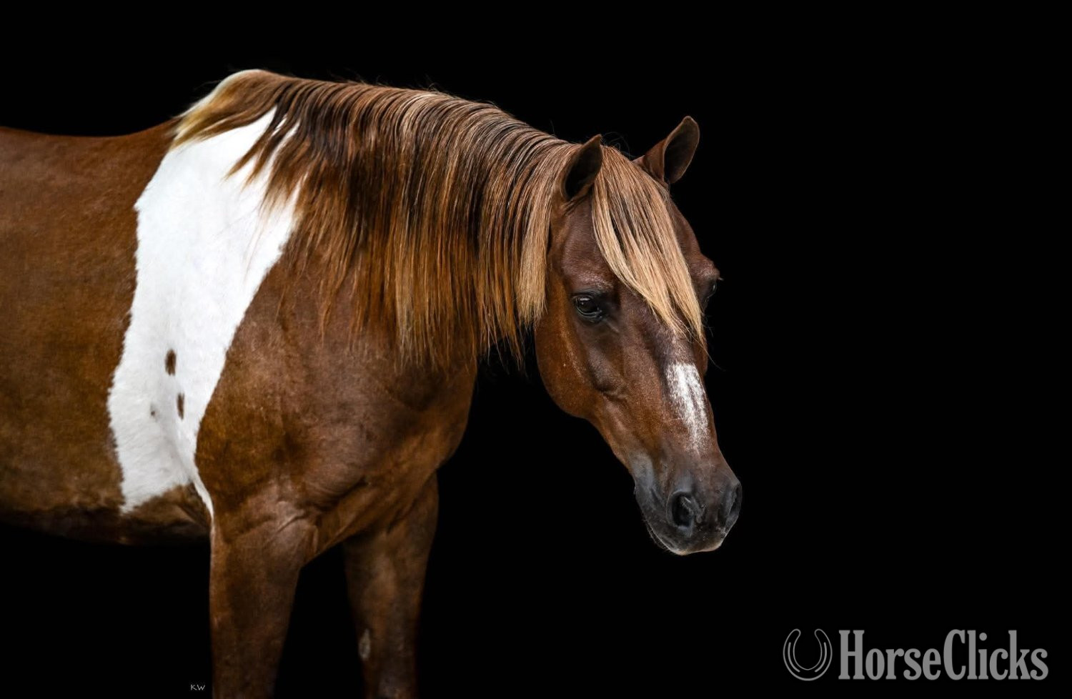 "Eagle" Pinto Gelding Pony