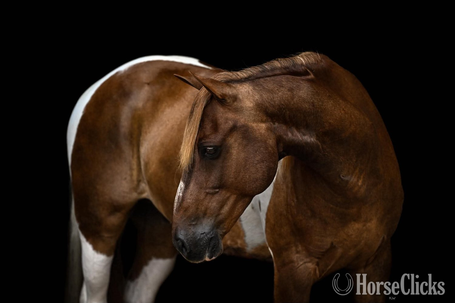 Missouri "Eagle" Pinto Gelding Pony