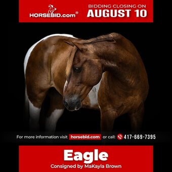 "Eagle" Pinto Gelding Pony