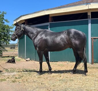 "ACE" Black Gelding Quarter Horse