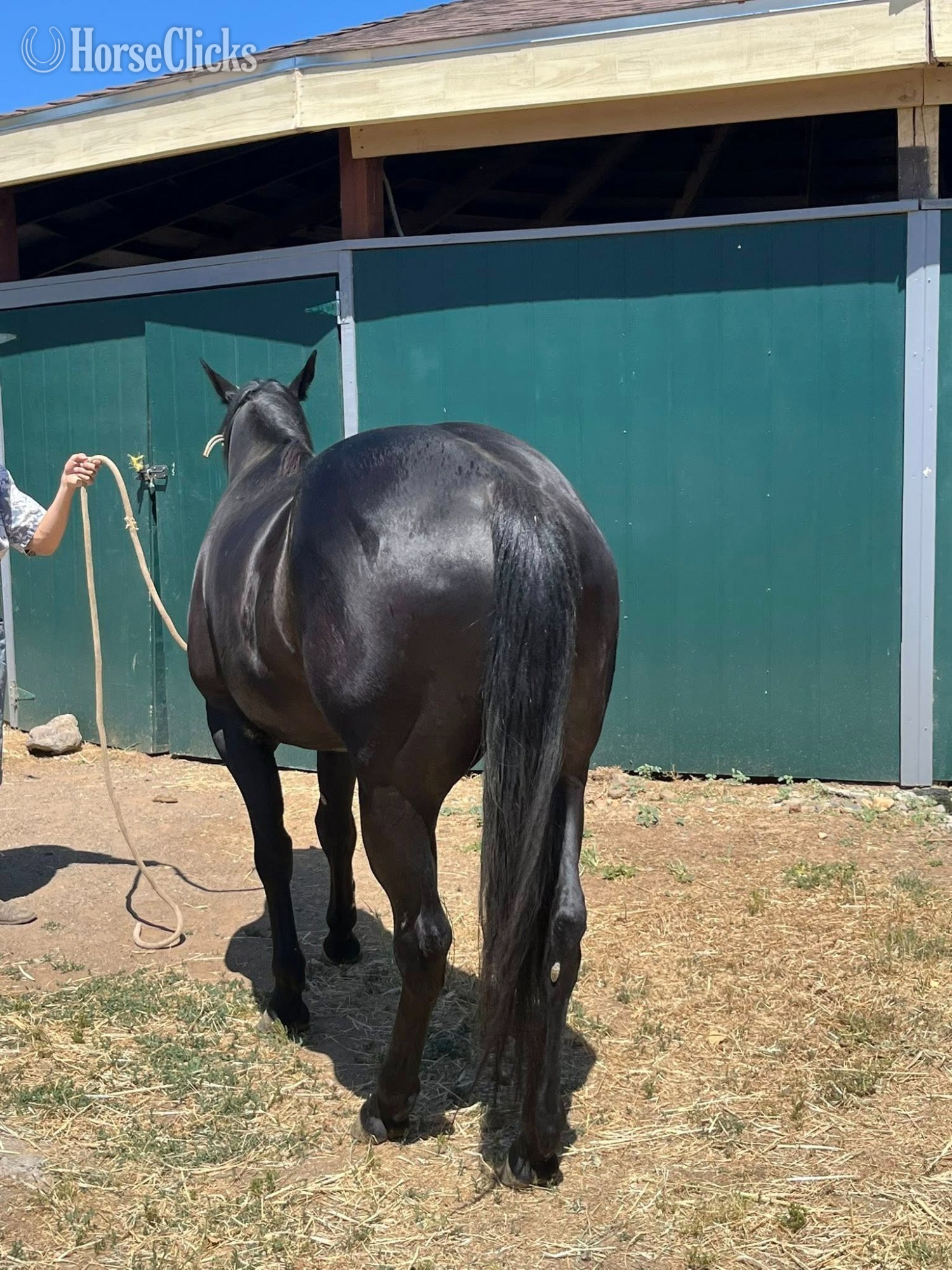 "ACE" Black Gelding Quarter Horse