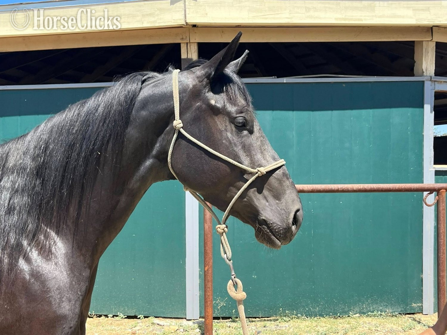 California "ACE" Black Gelding Quarter Horse