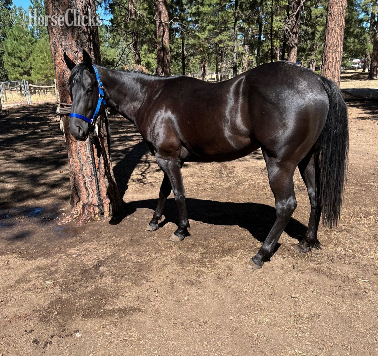 "ACE" Black Gelding Quarter Horse - Quarter Horse in California