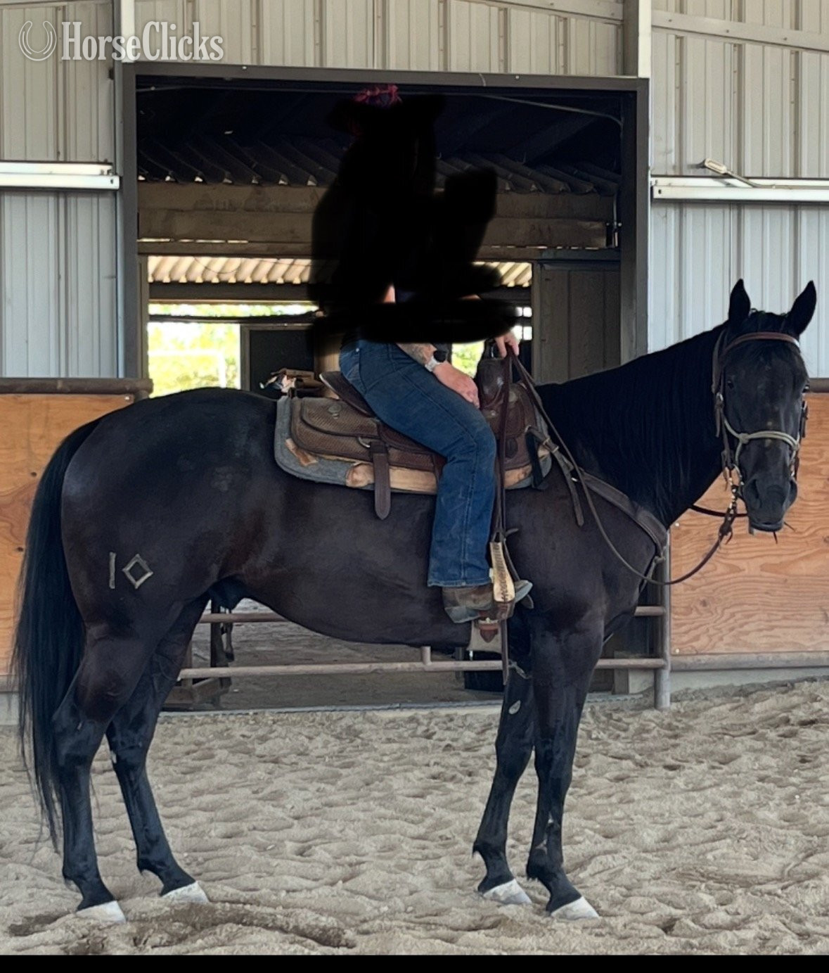 "ACE" Black Gelding Quarter Horse - Quarter Horse