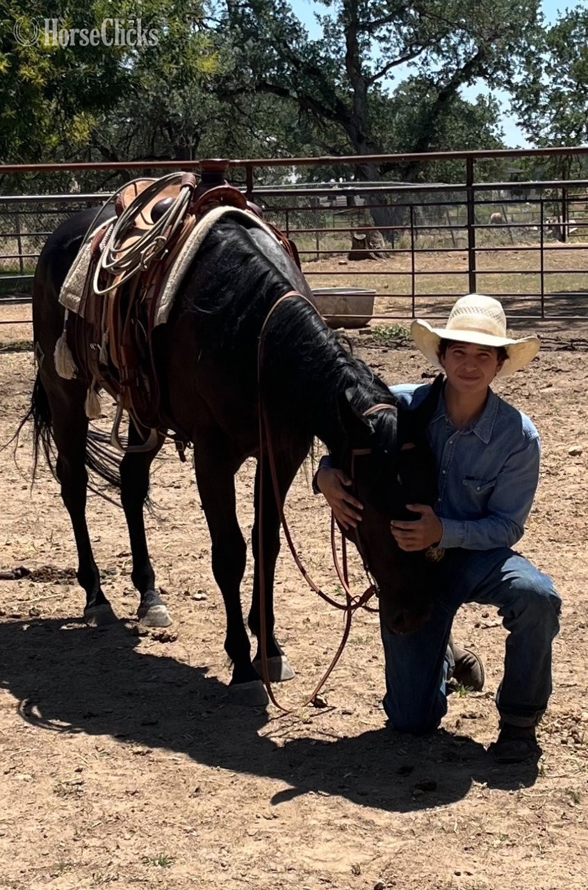 "ACE" Black Gelding Quarter Horse California