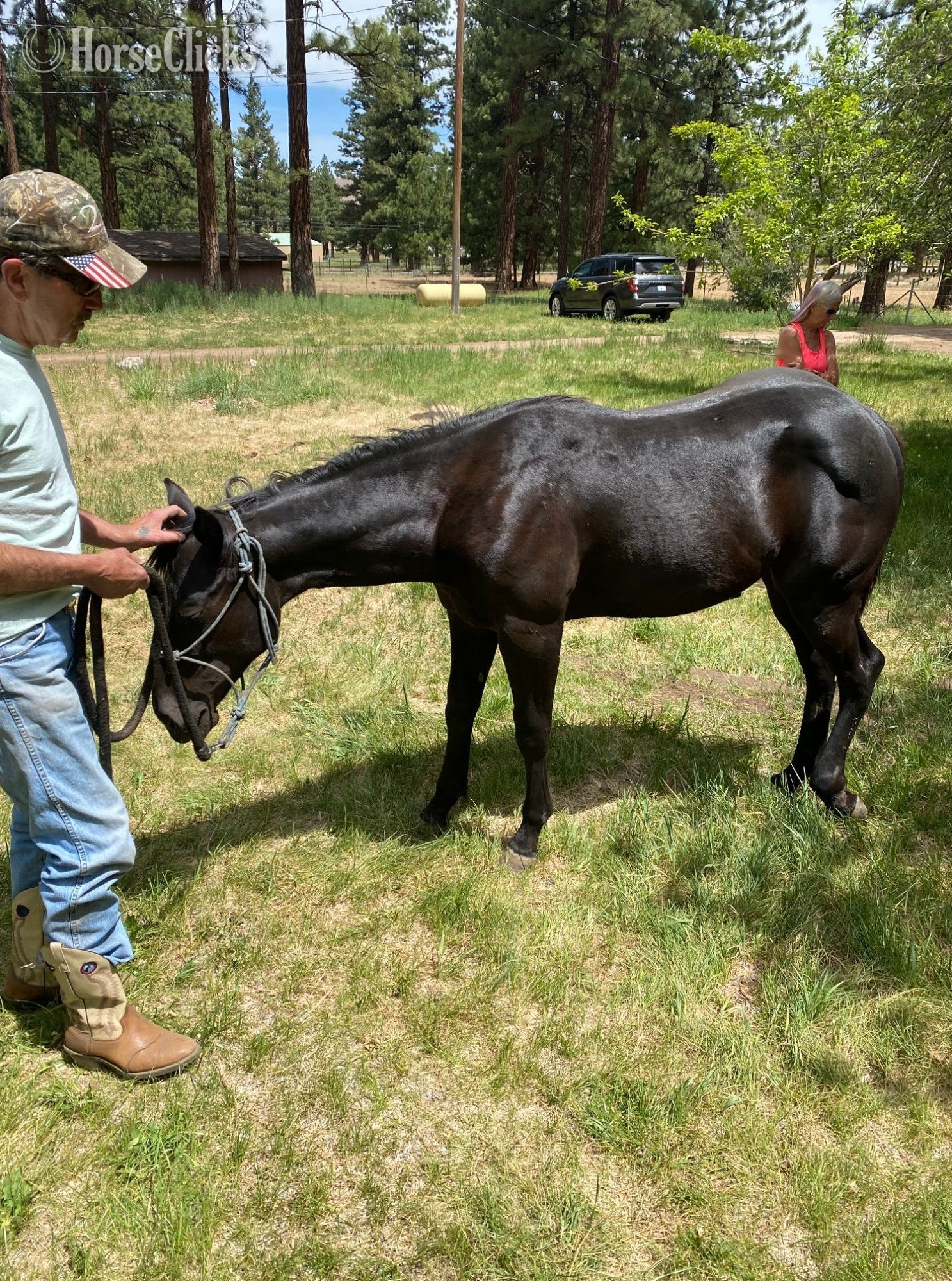 Quarter Horse - "ACE" Black Gelding Quarter Horse in California