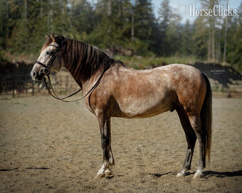 "VA Elvado" Grey Gelding Andalusian
