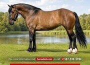 "Dream" Dun Mare Shire