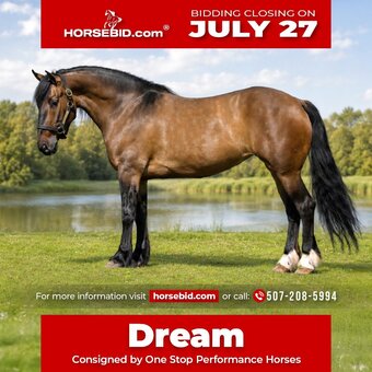 "Dream" Dun Mare Shire