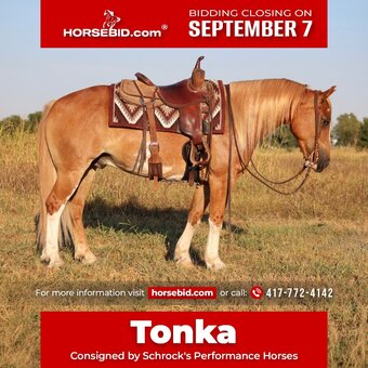 "Tonka " Sorrel Gelding Gypsy Vanner