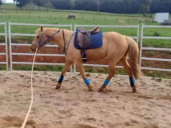 "Chester" Palomino Gelding Quarter Horse