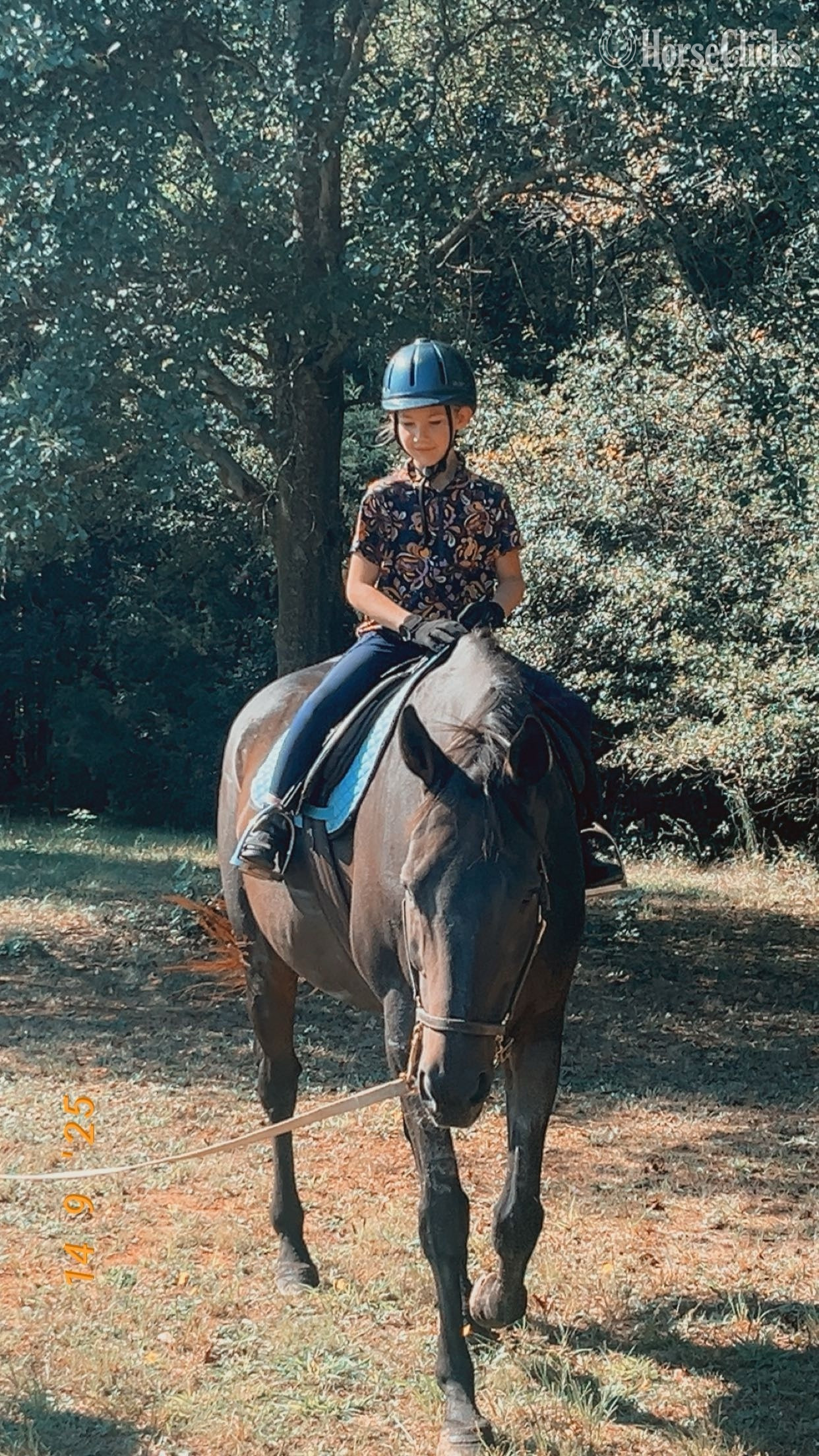 "Gus" Bay Gelding Thoroughbred