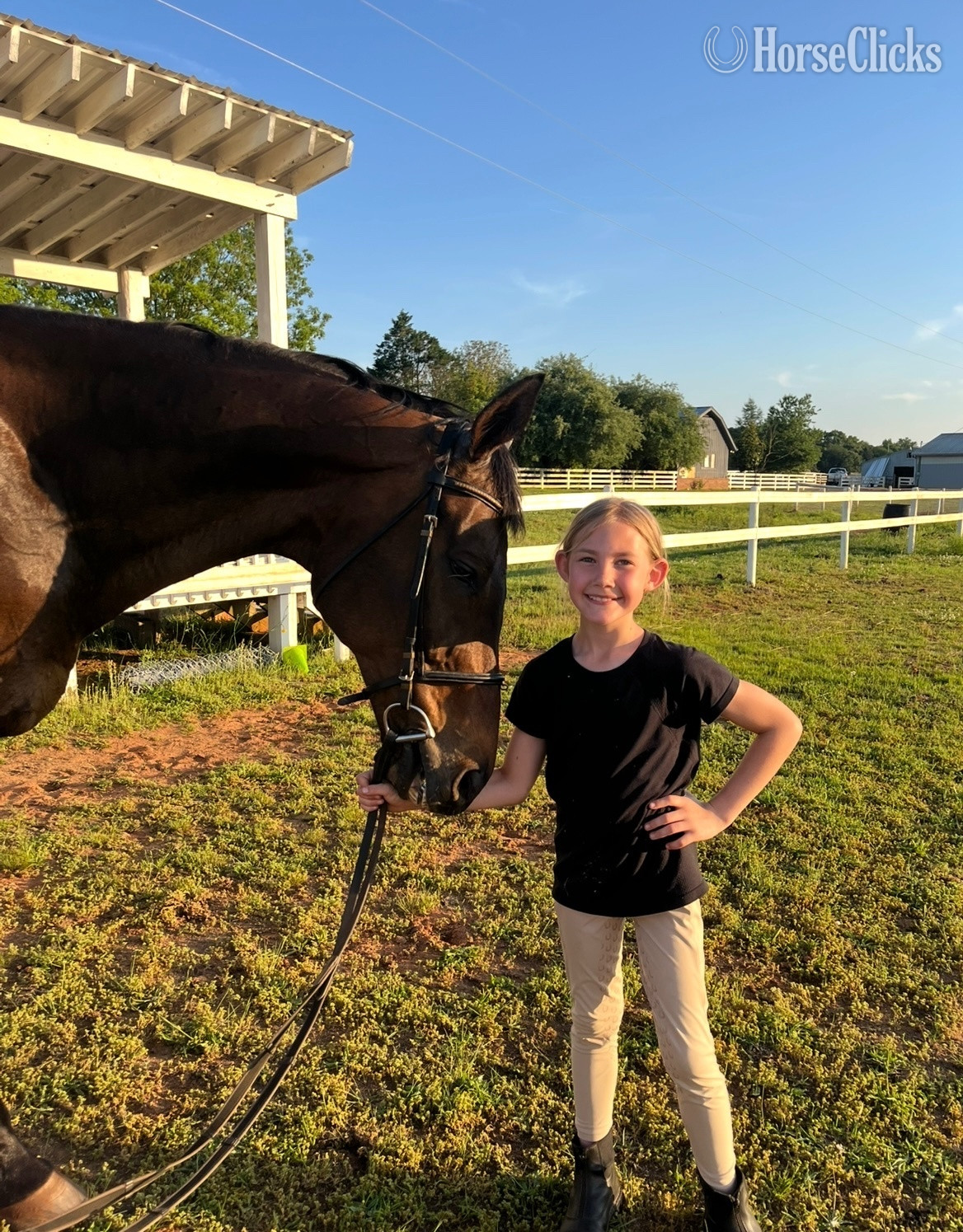 Georgia "Gus" Bay Gelding Thoroughbred