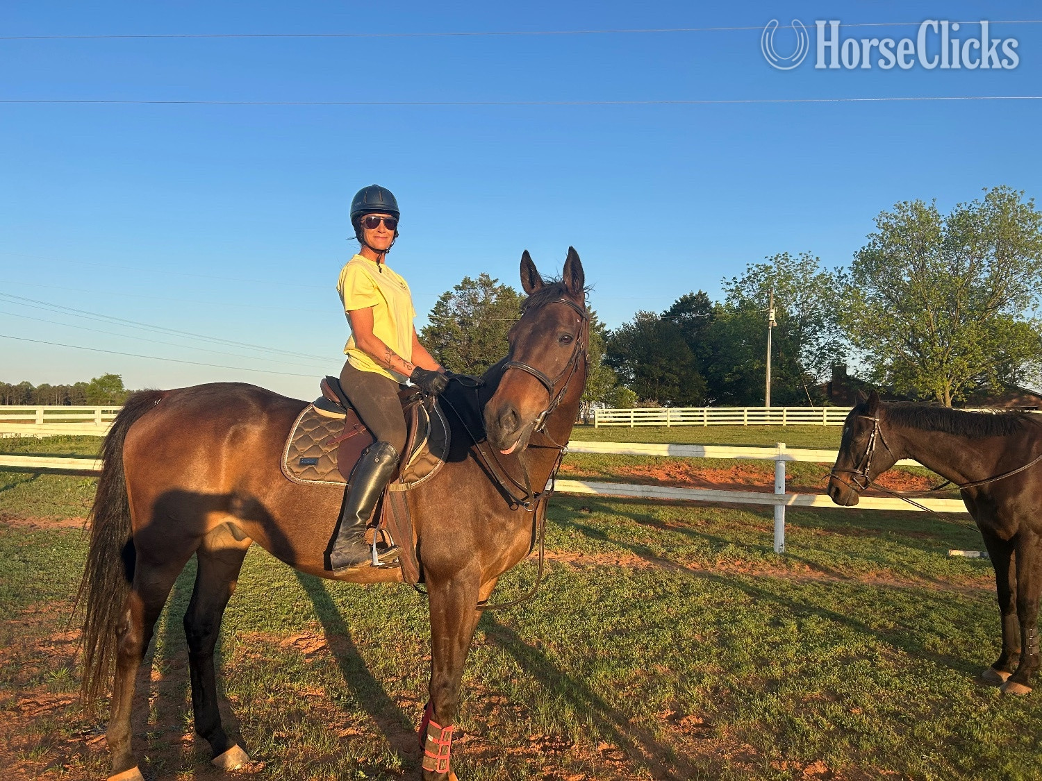 "Gus" Bay Gelding Thoroughbred - Thoroughbred