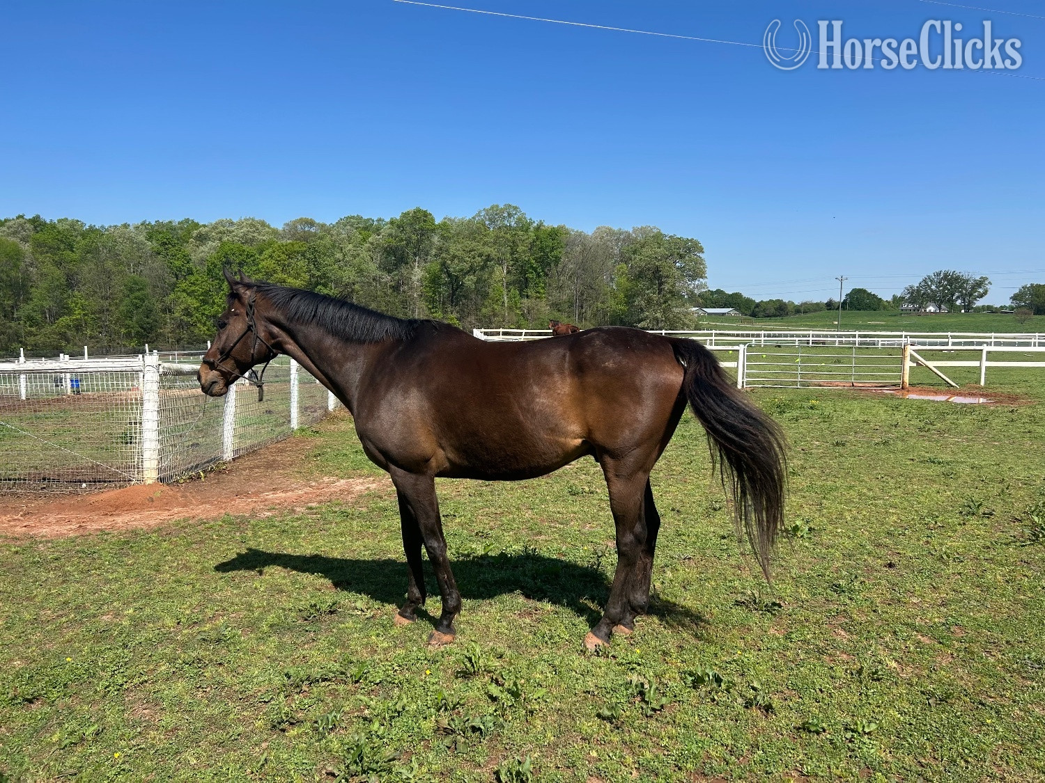 "Gus" Bay Gelding Thoroughbred Georgia