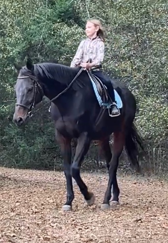 "Gus" Bay Gelding Thoroughbred