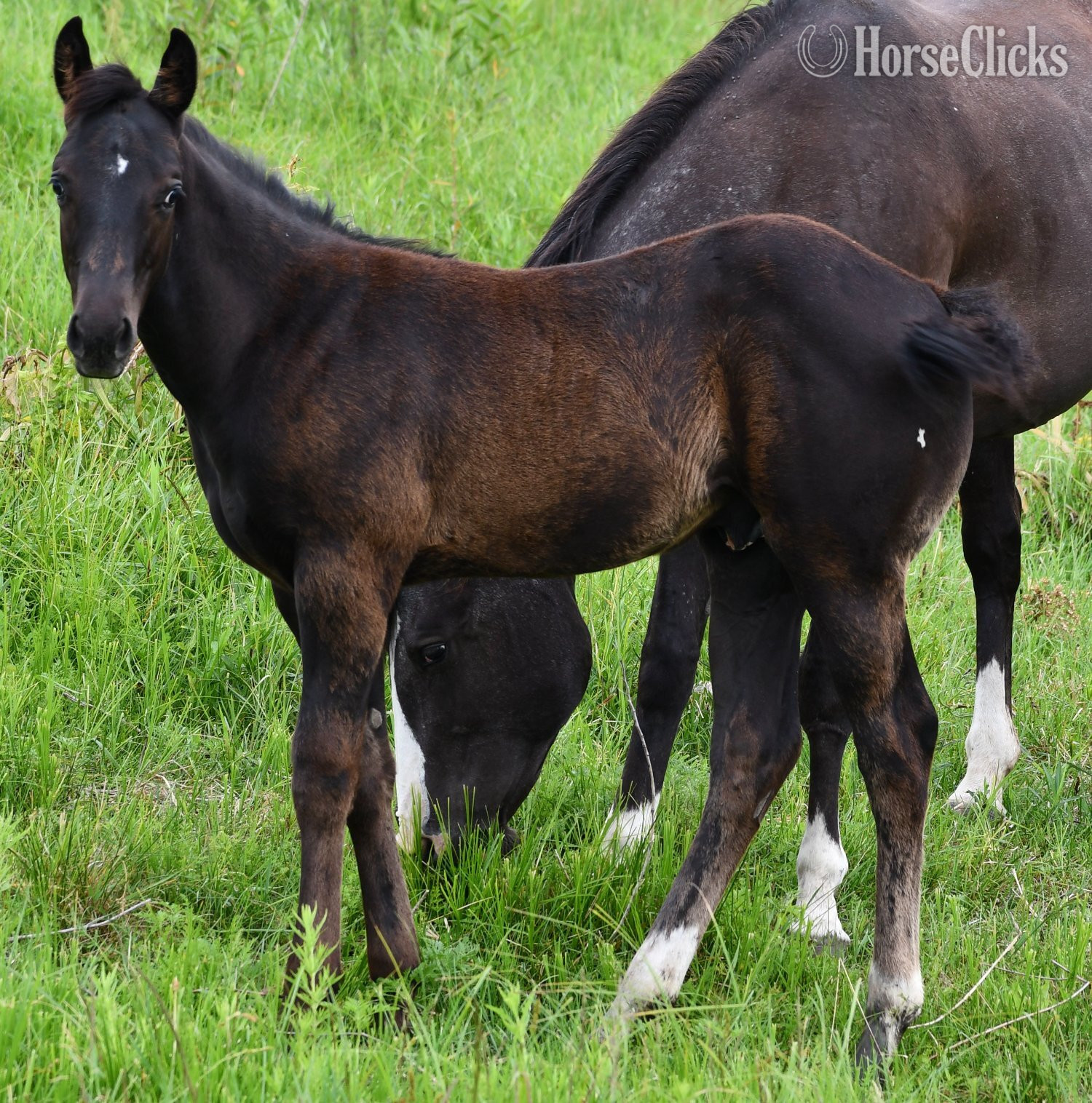 "Midnight - Pymts OK" Black Colt Appaloosa