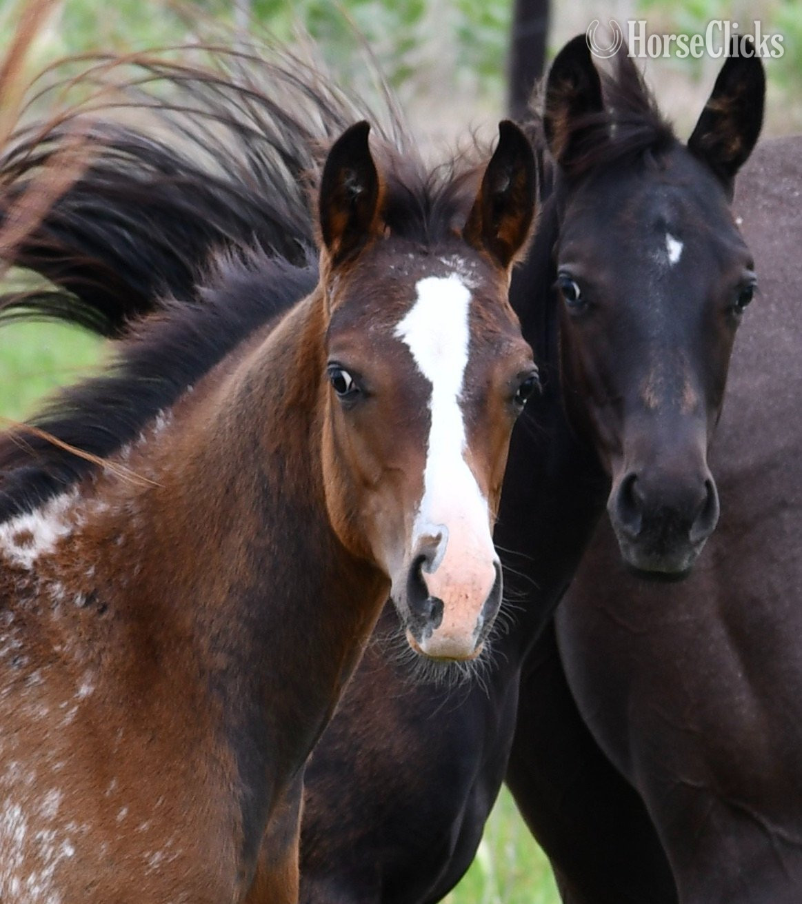 Missouri "Midnight - Pymts OK" Black Colt Appaloosa