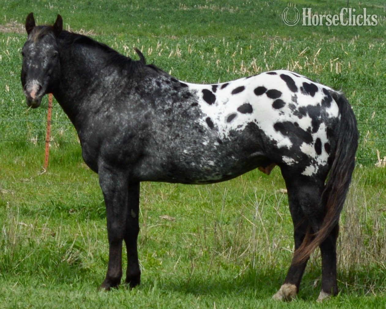 "Midnight - Pymts OK" Black Colt Appaloosa - Appaloosa