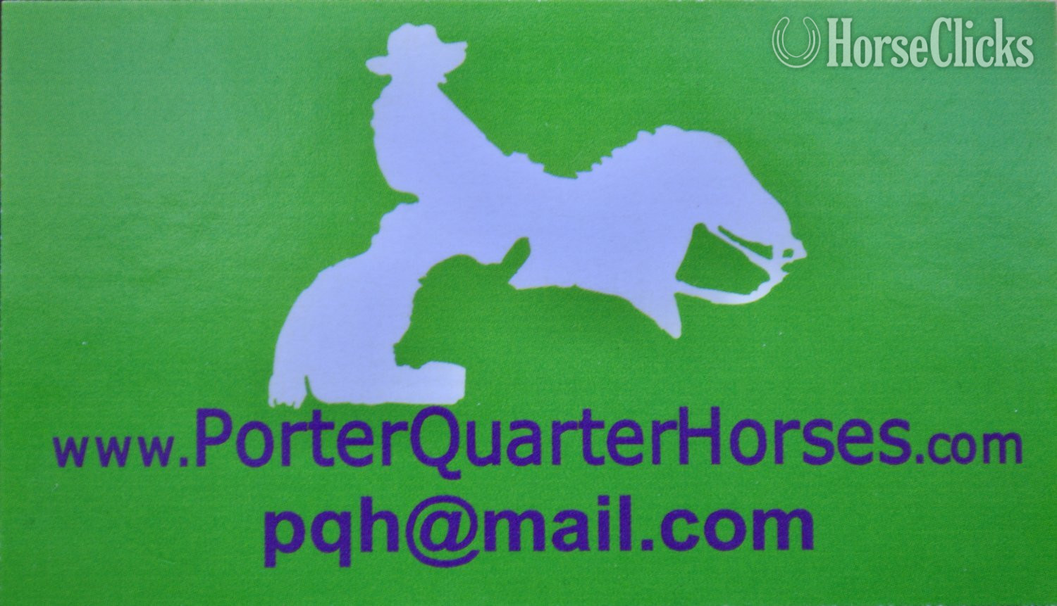 "Midnight - Pymts OK" Black Colt Appaloosa Missouri