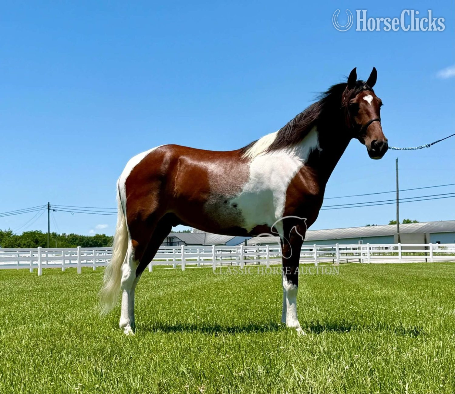 "PILGRIM" Tabiano Gelding Tennessee Walker