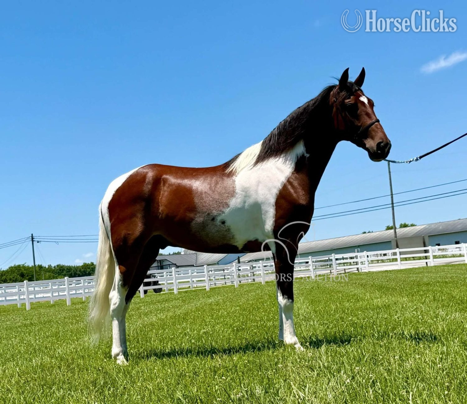 Tennessee Walker - "PILGRIM" Tabiano Gelding Tennessee Walker in Tennessee