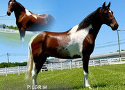 "PILGRIM" Tabiano Gelding Tennessee Walker