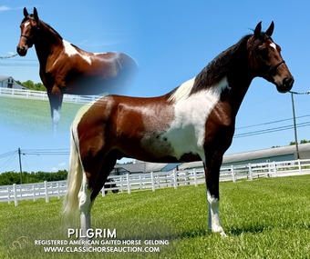 "PILGRIM" Tabiano Gelding Tennessee Walker