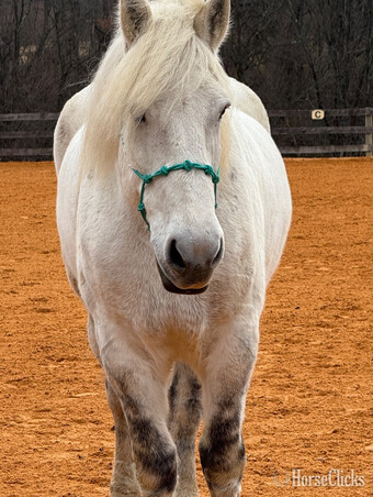 "Maximus" Grey Gelding Percheron