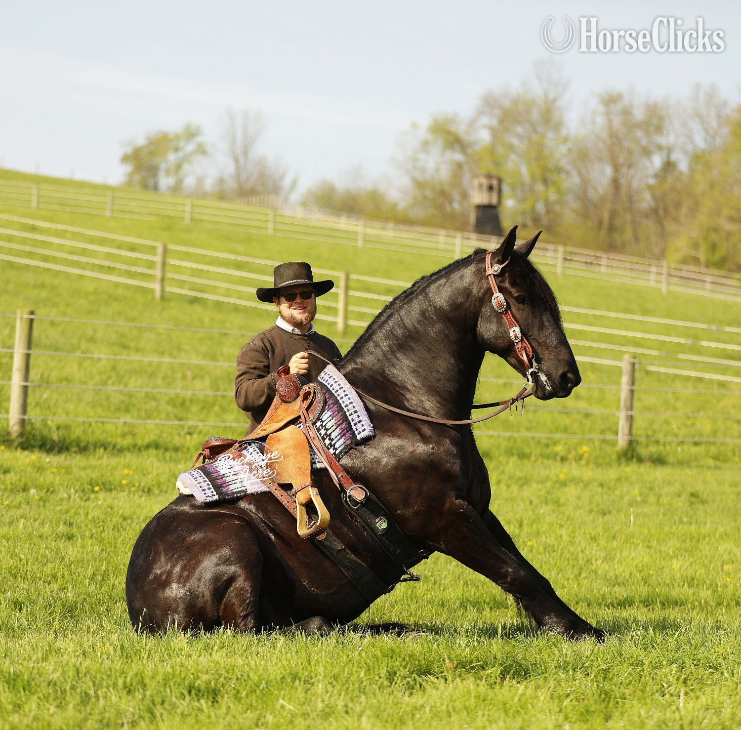 "Logo" Black Gelding Draft in Ohio