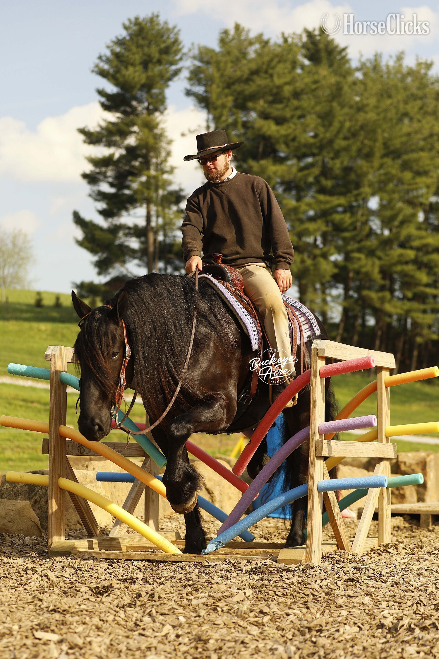 "Logo" Black Gelding Draft